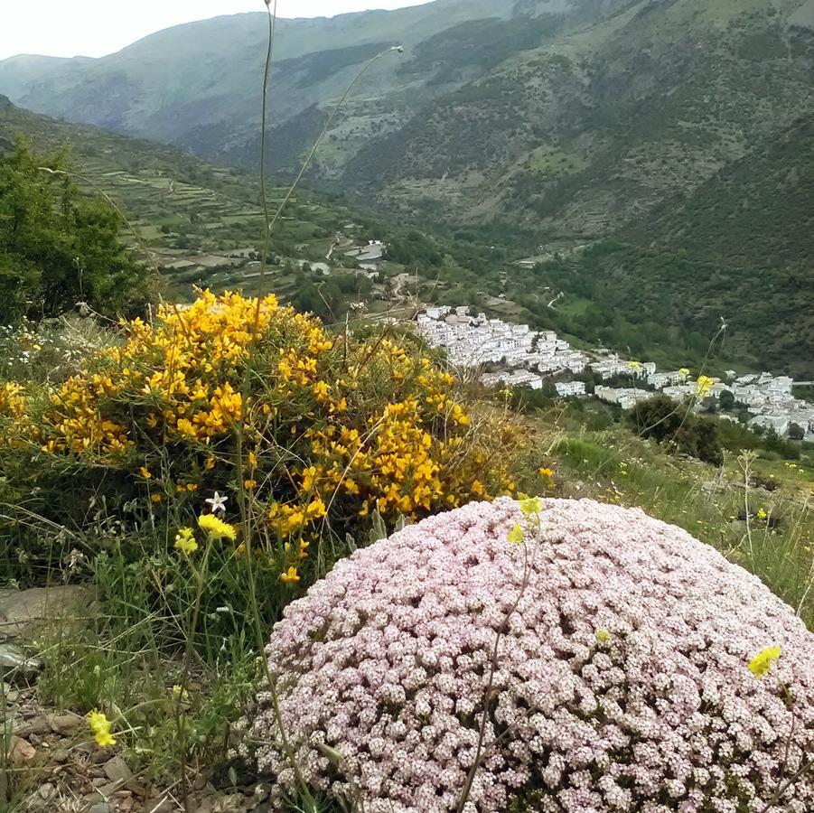 Refugio Alpujarra Alta Bed and Breakfast Trevélez Eksteriør billede